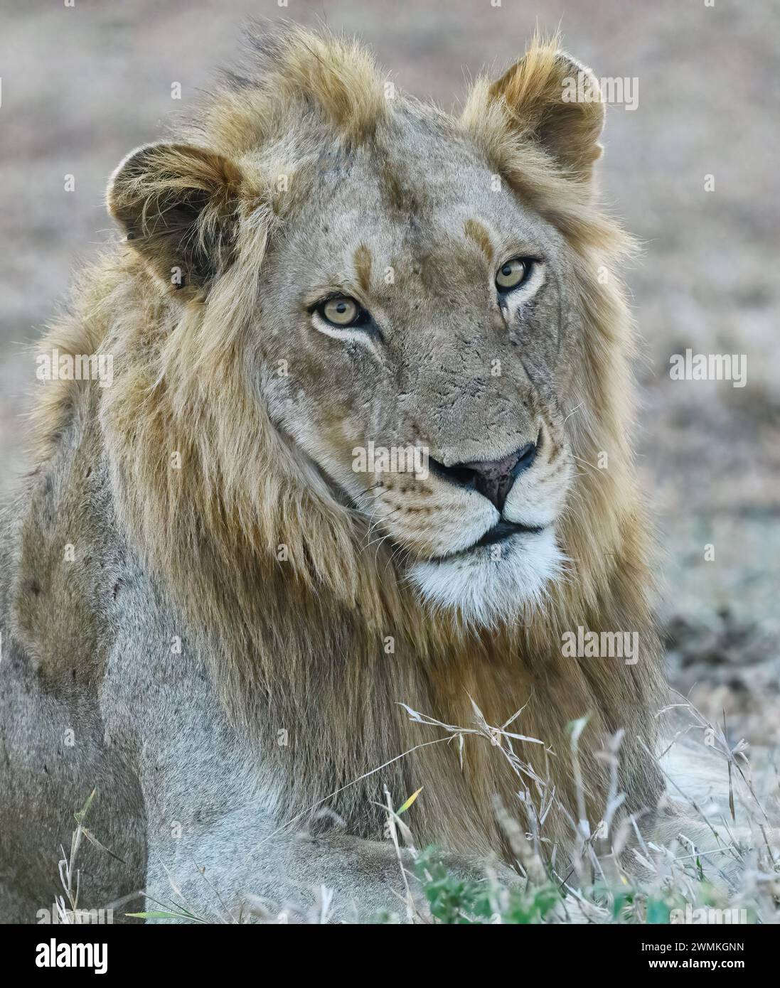 Porträt eines männlichen Löwen, der direkt auf den Betrachter blickt Stockfoto