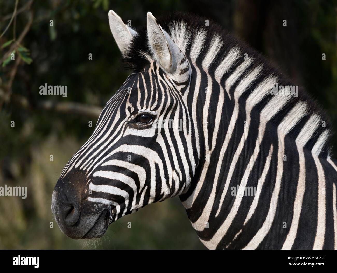 Porträt eines Zebras nach links Stockfoto