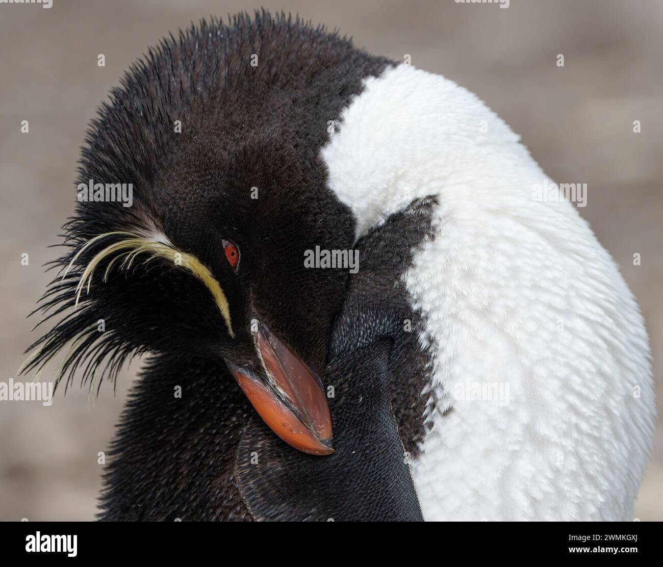 Porträt von Rockhopper Pinguin, Nahaufnahme Stockfoto