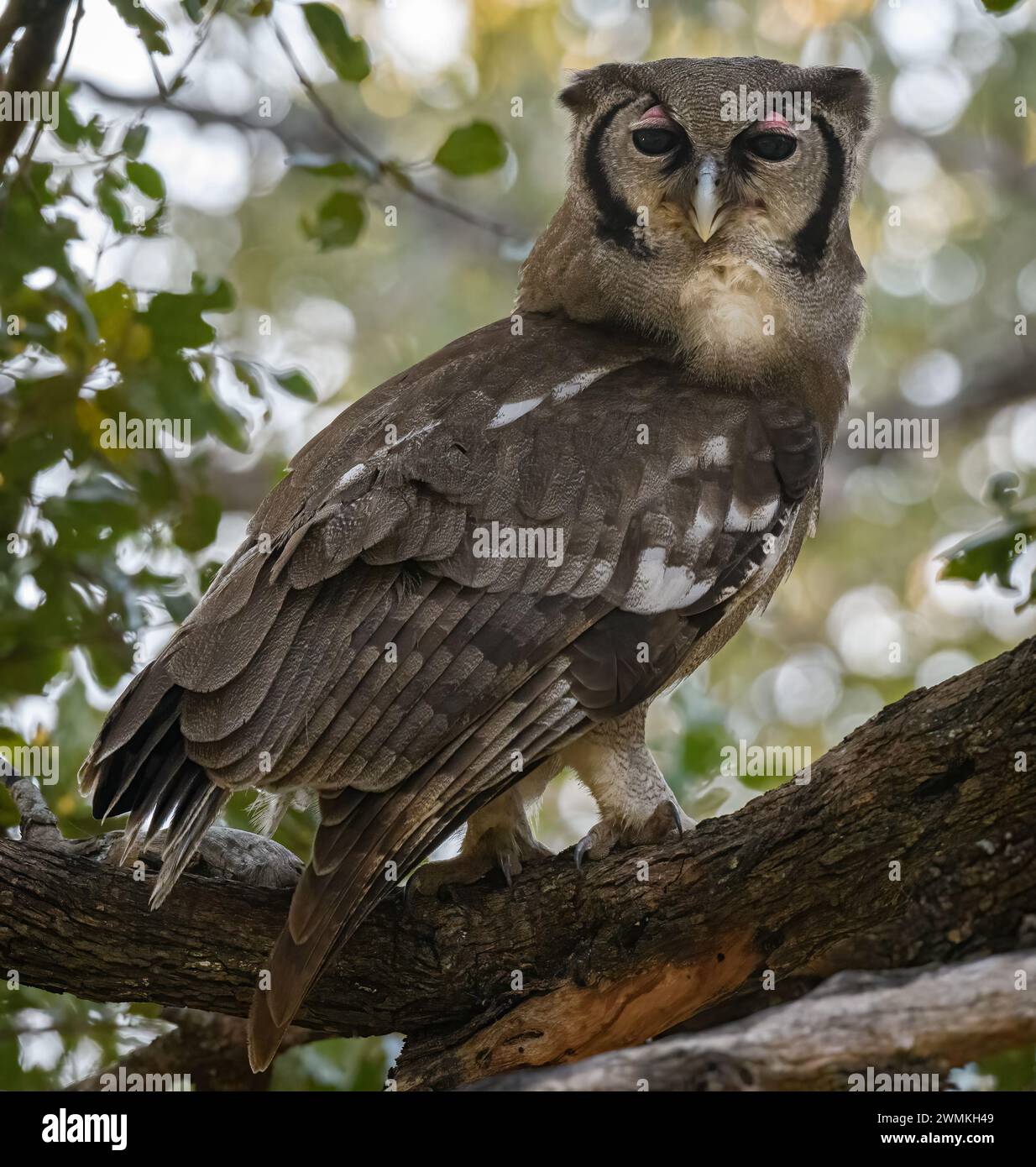 Verreaux's Uhu thront auf einem Baum Stockfoto
