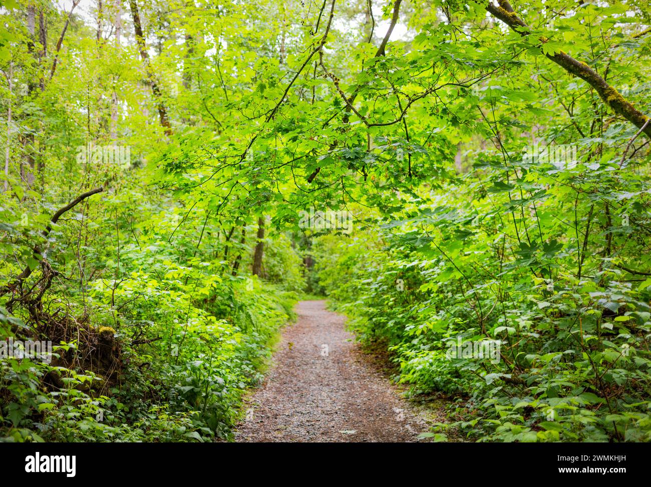 Blick auf einen unbefestigten Pfad durch den Watershed Forest Trail; Delta, British Columbia, Kanada Stockfoto