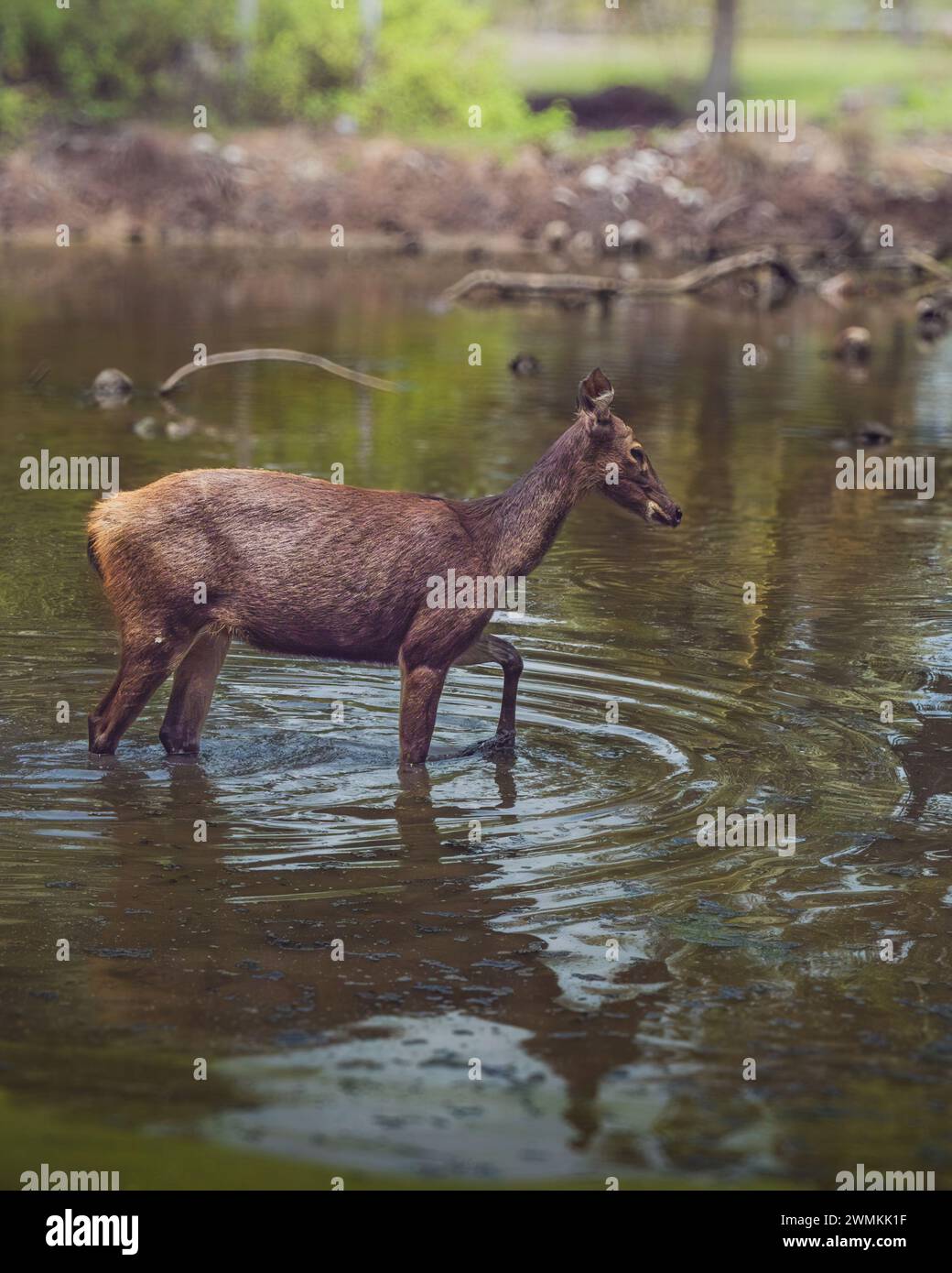 Dieser Sambar-Hirsch kühlt sich an einem sonnigen Tag ab. Stockfoto