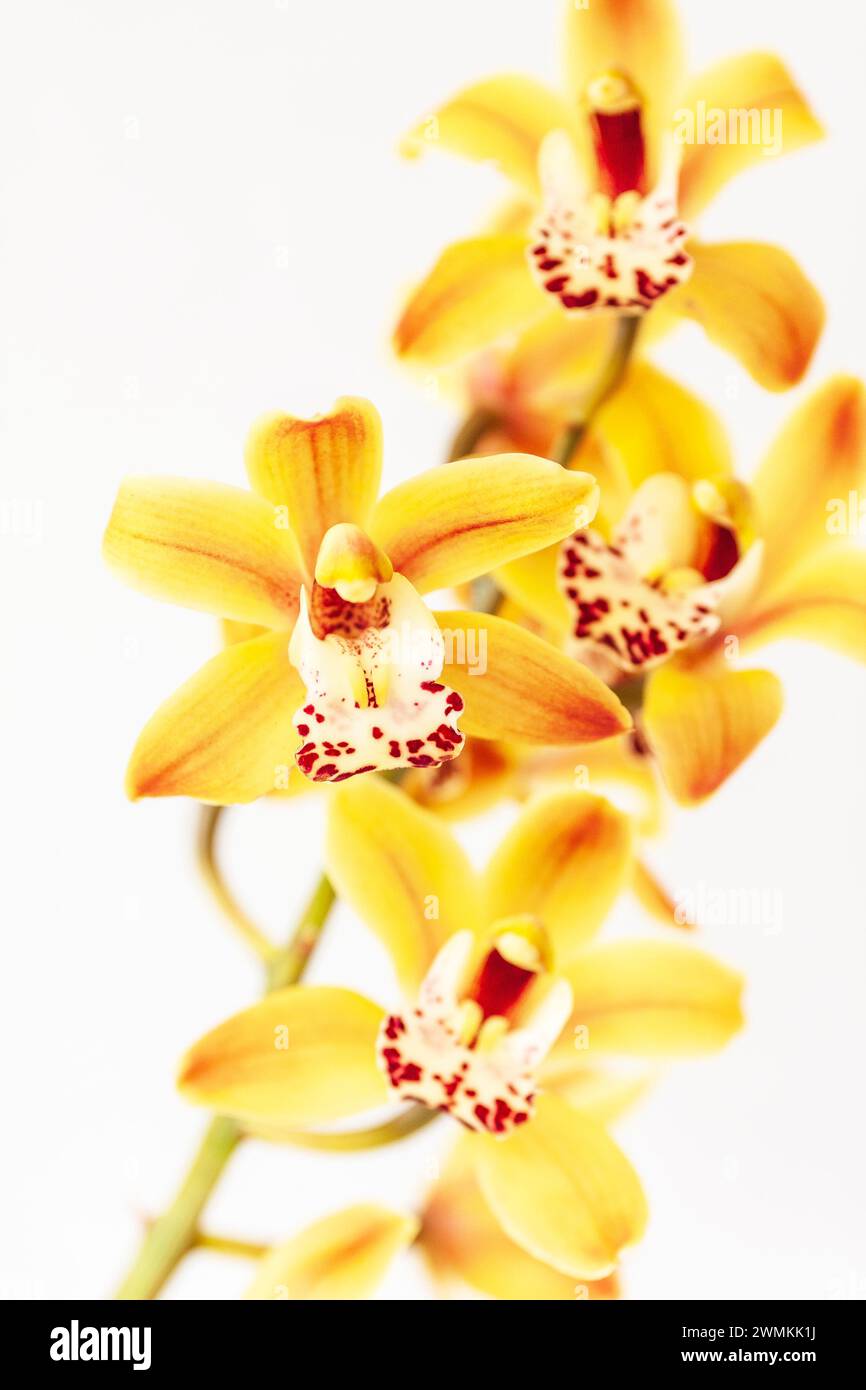Große gelbe Blüten mit roten Flecken und Streifen auf einer blühenden Cymbidium Orchidee (Boat Orchid), einer tropischen/subtropischen Pflanze, die als Zimmerpflanze beliebt ist. Stockfoto