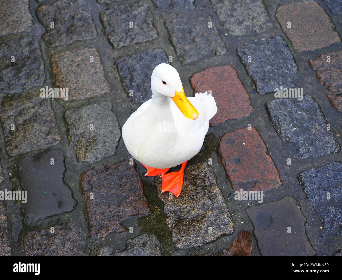 Höhepunkte von Gent, Flandern, Belgien Stockfoto