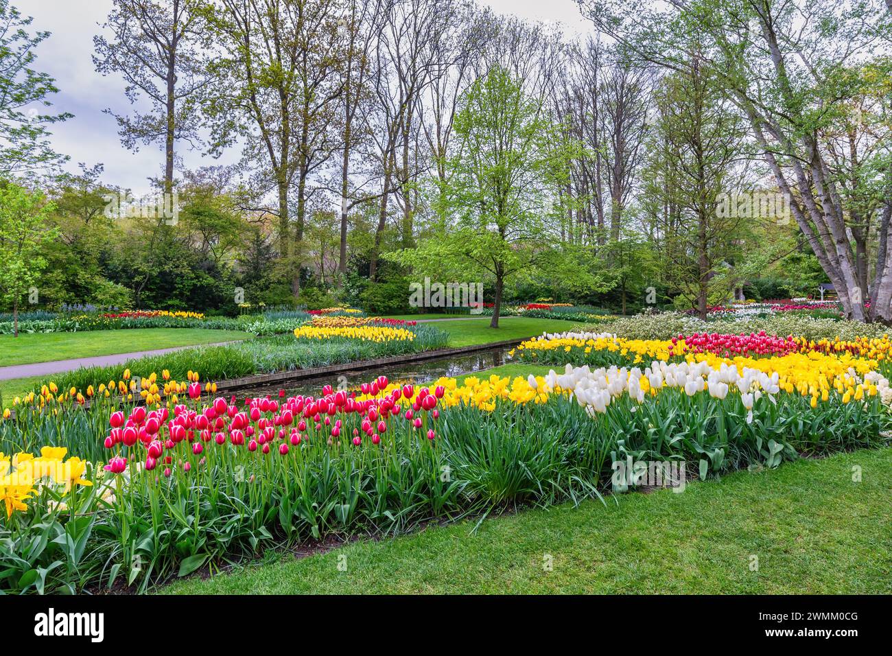 Tulpenblütenbirnenfeld im Garten, Frühling in Lisse bei Amsterdam Niederlande Stockfoto