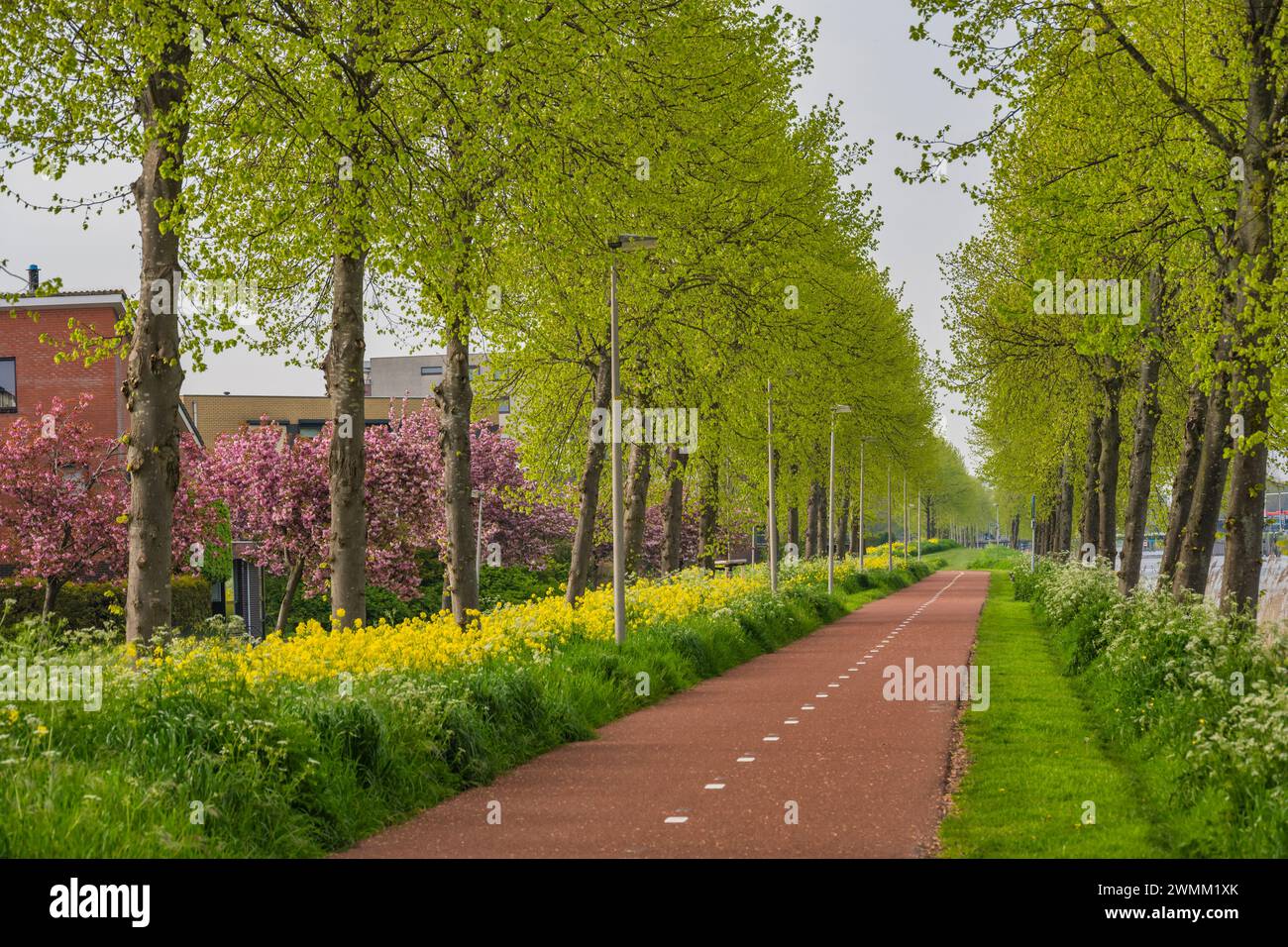Frühlingskirschblütengarten und Rapsfeld am Kanaalweg in Purmerend Holland Niederlande Stockfoto