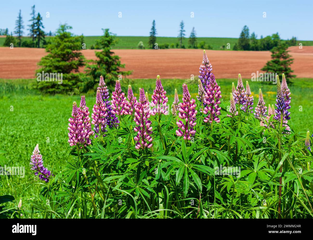 Farbenfrohe Lupinen-Blüten in Rosa- und Violetttönen. Ackerland mit grünen und gepflügten Feldern, gespickt mit Fichtenbäumen. Prince Edward Island, Kanada. Stockfoto