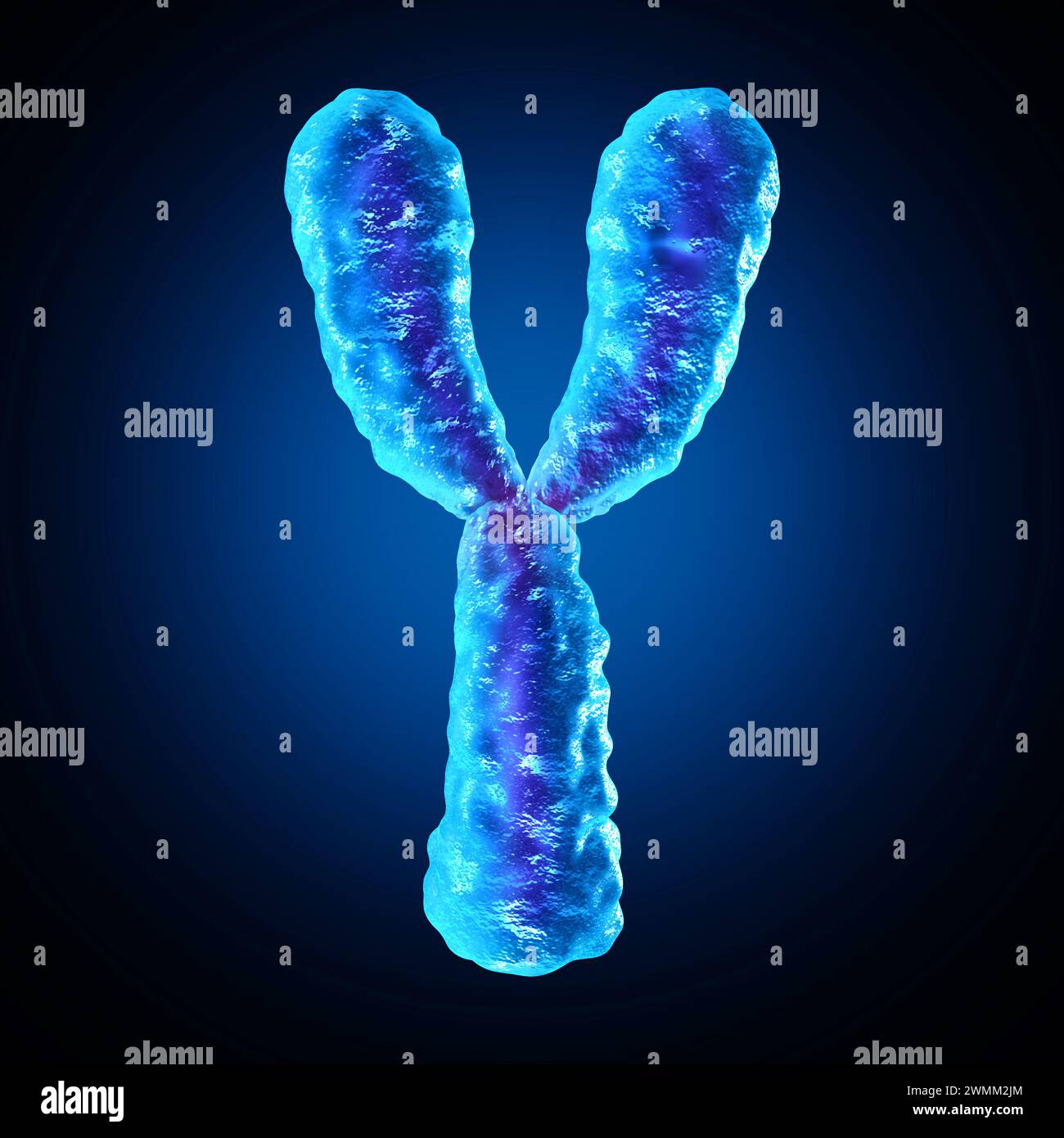 Y-Chromosom als humanbiologische Chromosomenstruktur, die dna-genetische Information als medizinisches Symbol für Gentherapie oder Mikrobiologie-Genetik enthält Stockfoto