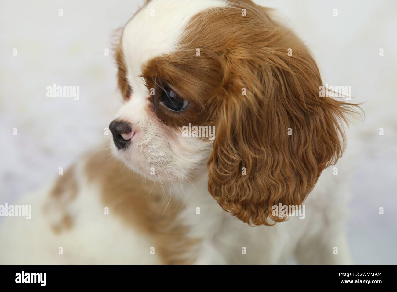 Niedlicher Kavalier King Charles Spaniel Welpe auf hellem Hintergrund Stockfoto