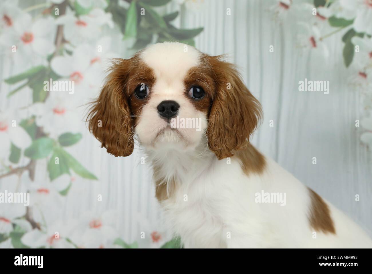 Niedlicher Kavalier King Charles Spaniel Welpe auf hellem Hintergrund Stockfoto