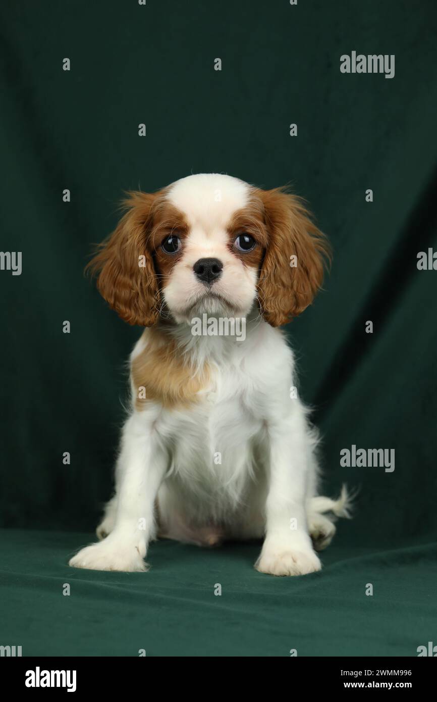 Niedlicher Kavalier King Charles Spaniel Welpe auf dunklem Hintergrund Stockfoto