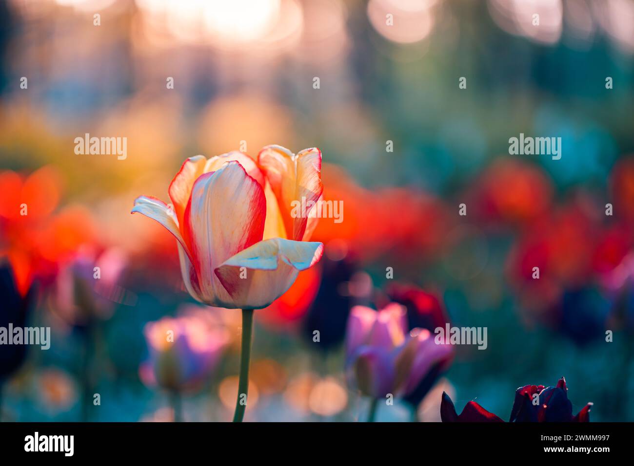 Wunderschöne farbenfrohe Tulpen auf unscharfer, sonniger Naturlandschaft. Hell blühende Tulpen Blumenpanorama Frühling Natur Liebe. Romantische Blumenblüte Stockfoto