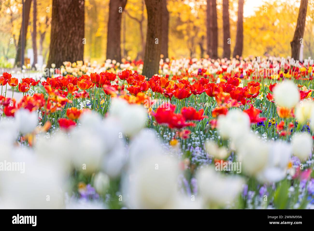 Wunderschöne farbenfrohe Tulpen auf unscharfer, sonniger Naturlandschaft. Hell blühende Tulpen Blumenpanorama Frühling Natur Liebe. Romantische Blumenblüte Stockfoto