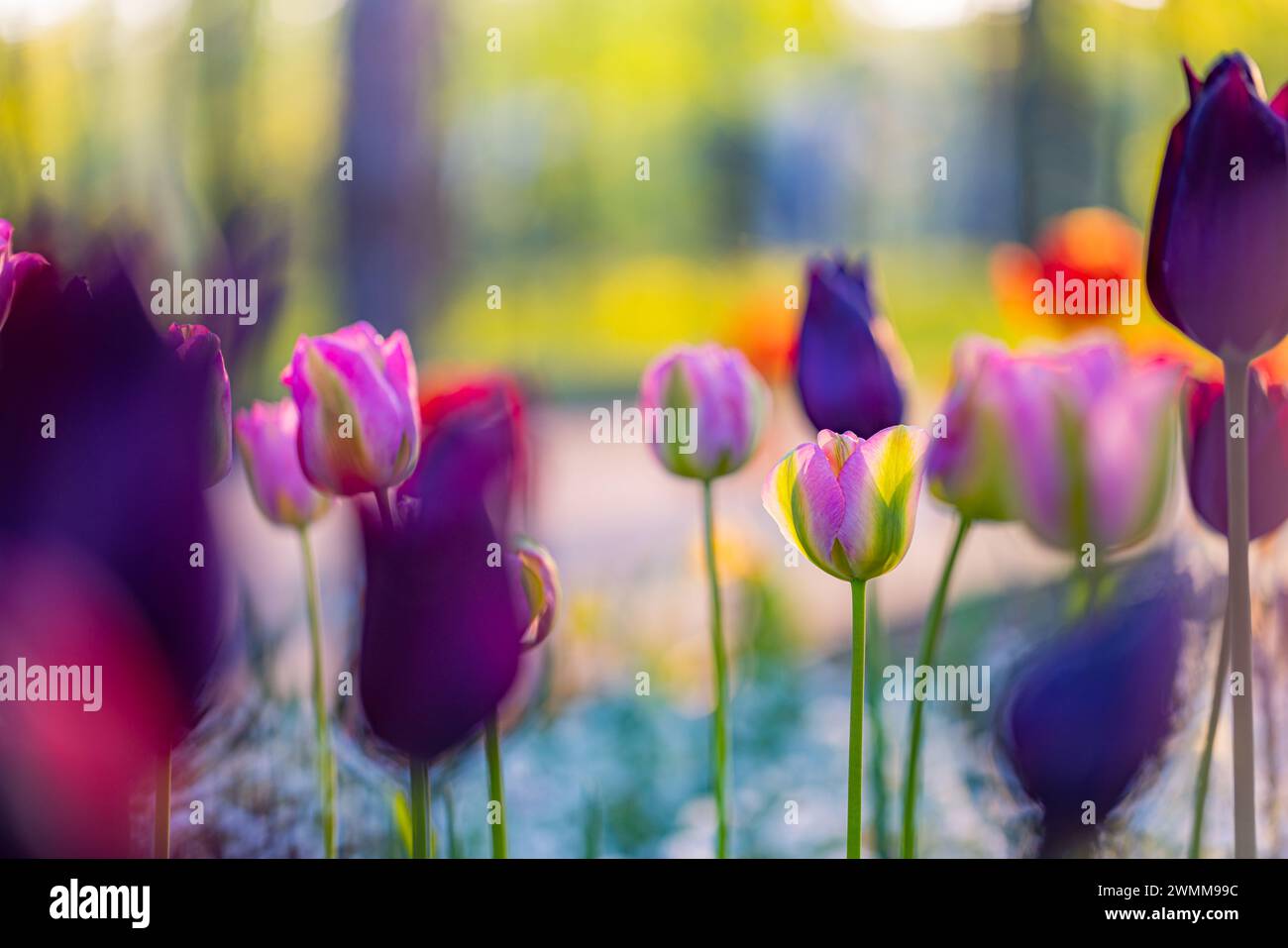 Wunderschöne farbenfrohe Tulpen auf unscharfer, sonniger Naturlandschaft. Hell blühende Tulpen Blumenpanorama Frühling Natur Liebe. Romantische Blumenblüte Stockfoto
