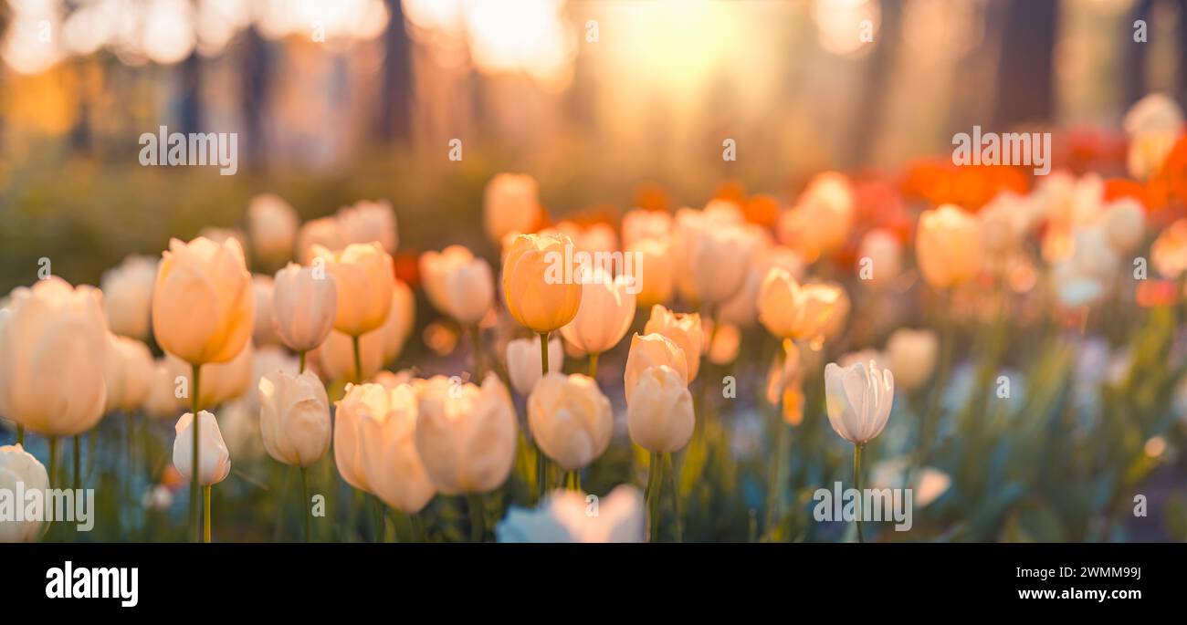 Wunderschöne farbenfrohe Tulpen auf unscharfer, sonniger Naturlandschaft. Hell blühende Tulpen Blumenpanorama Frühling Natur Liebe. Romantische Blumenblüte Stockfoto