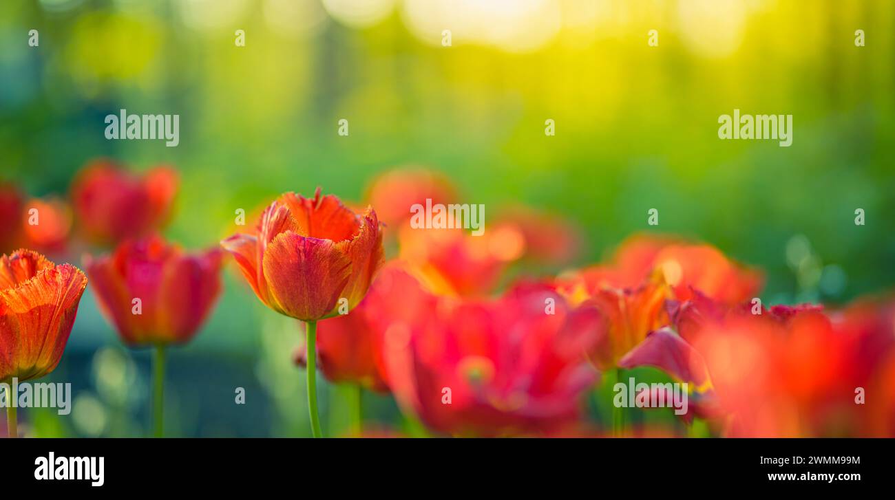 Wunderschöne farbenfrohe Tulpen auf unscharfer, sonniger Naturlandschaft. Hell blühende Tulpen Blumenpanorama Frühling Natur Liebe. Romantische Blumenblüte Stockfoto