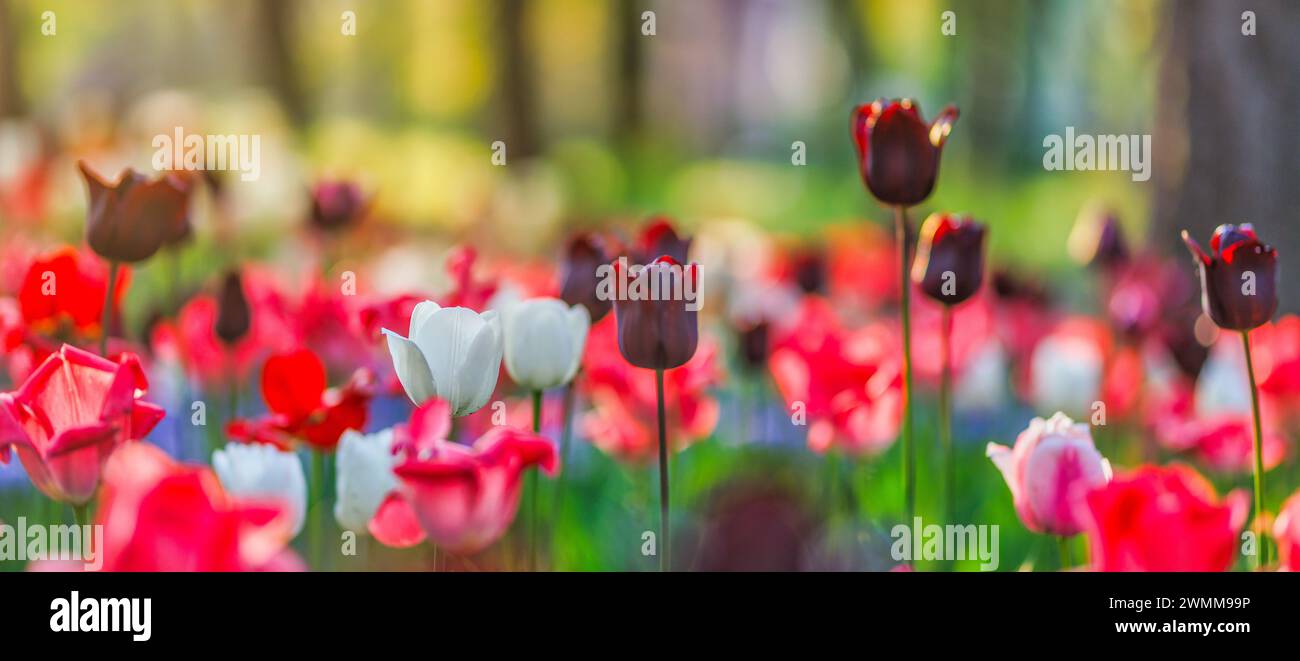 Wunderschöne farbenfrohe Tulpen auf unscharfer, sonniger Naturlandschaft. Hell blühende Tulpen Blumenpanorama Frühling Natur Liebe. Romantische Blumenblüte Stockfoto