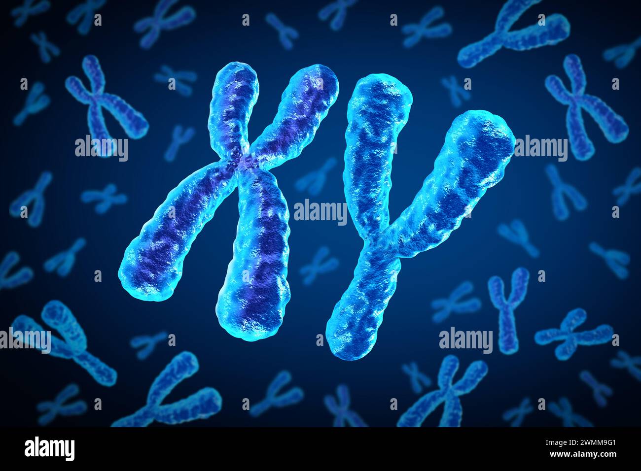 X- und Y-Chromosomen als männliches Chromosomenkonzept für eine humanbiologische Struktur, die dna-genetische Information als medizinisches Symbol für die Gentherapie enthält Stockfoto