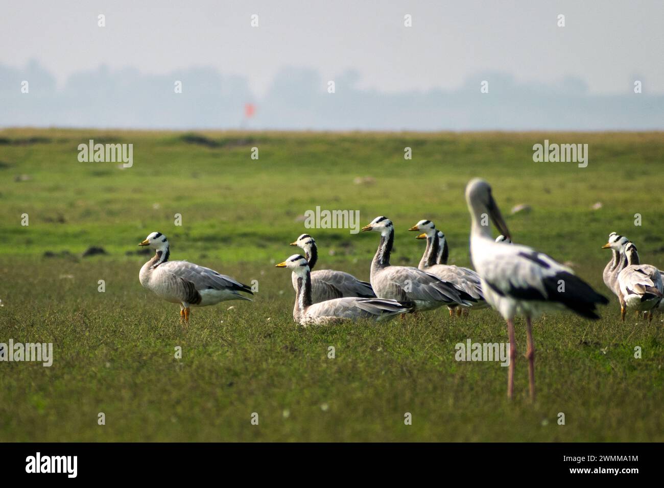 Ein Knall Stangengänse, die auf einem Grasland im Bhigwan Bird Sanctuary in Indien sitzen Stockfoto