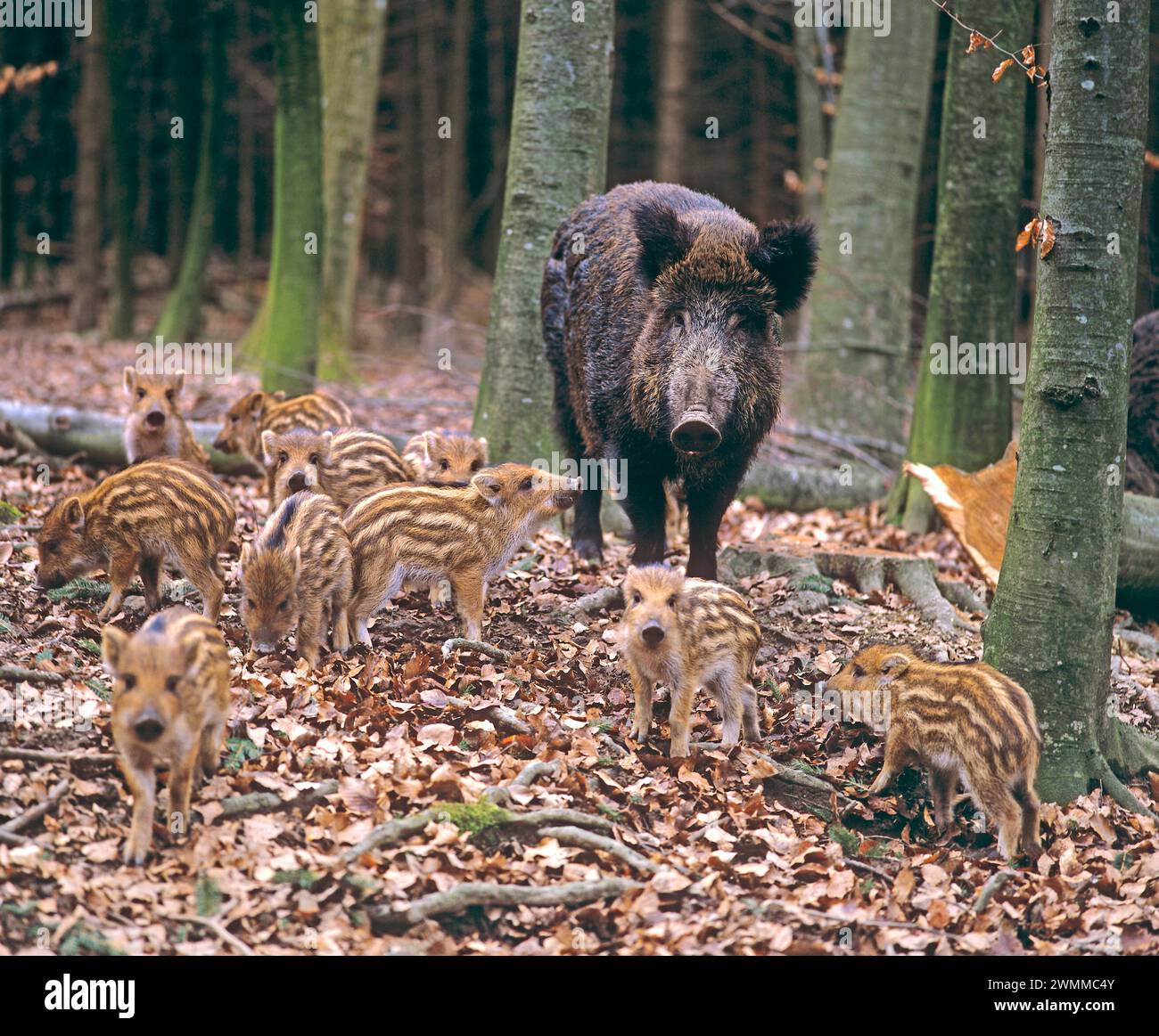 Wildsau und ihre vielen Babys im Wald. SUS scrofa Süddeutschland Stockfoto