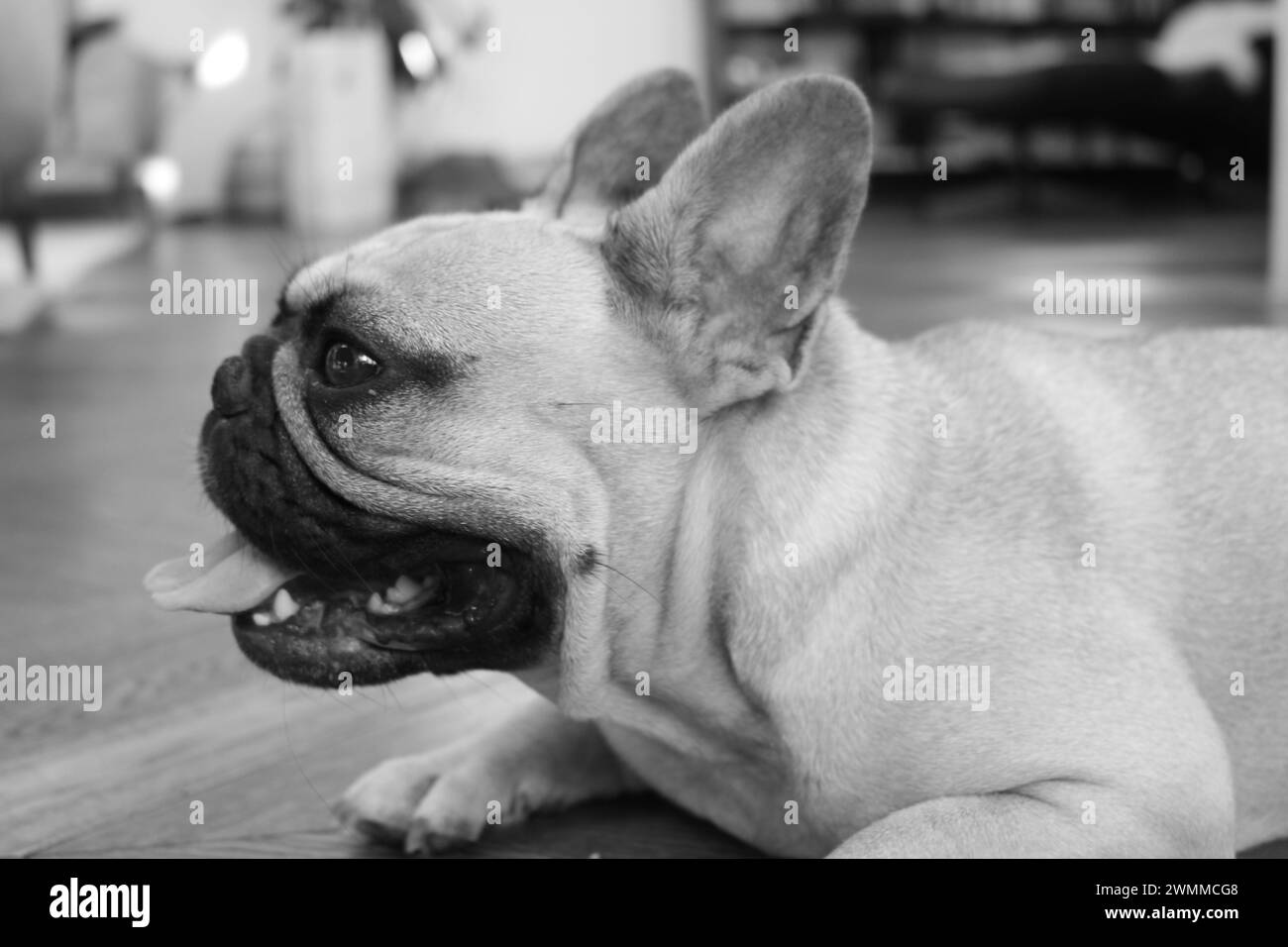 Nahaufnahme Schwarzweiß-Porträt einer kitzfarbenen französischen Bulldogge auf Holz im Profil mit der Zunge nach außen auf einem weichen, verschwommenen modernen Apartmenthintergrund Stockfoto