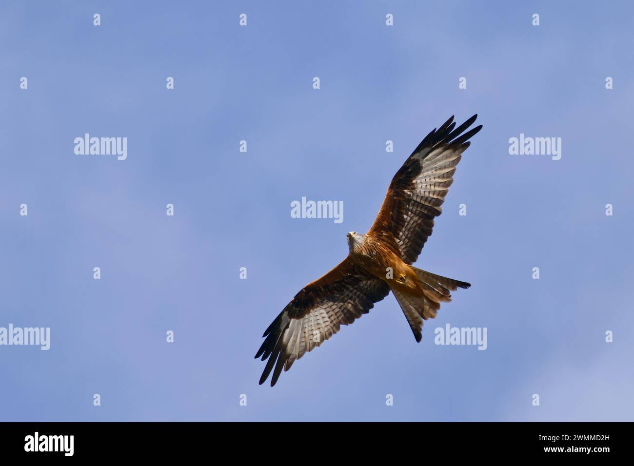 Ein roter Drachen (Milvus milvus), der gegen einen klaren blauen Himmel fliegt Stockfoto