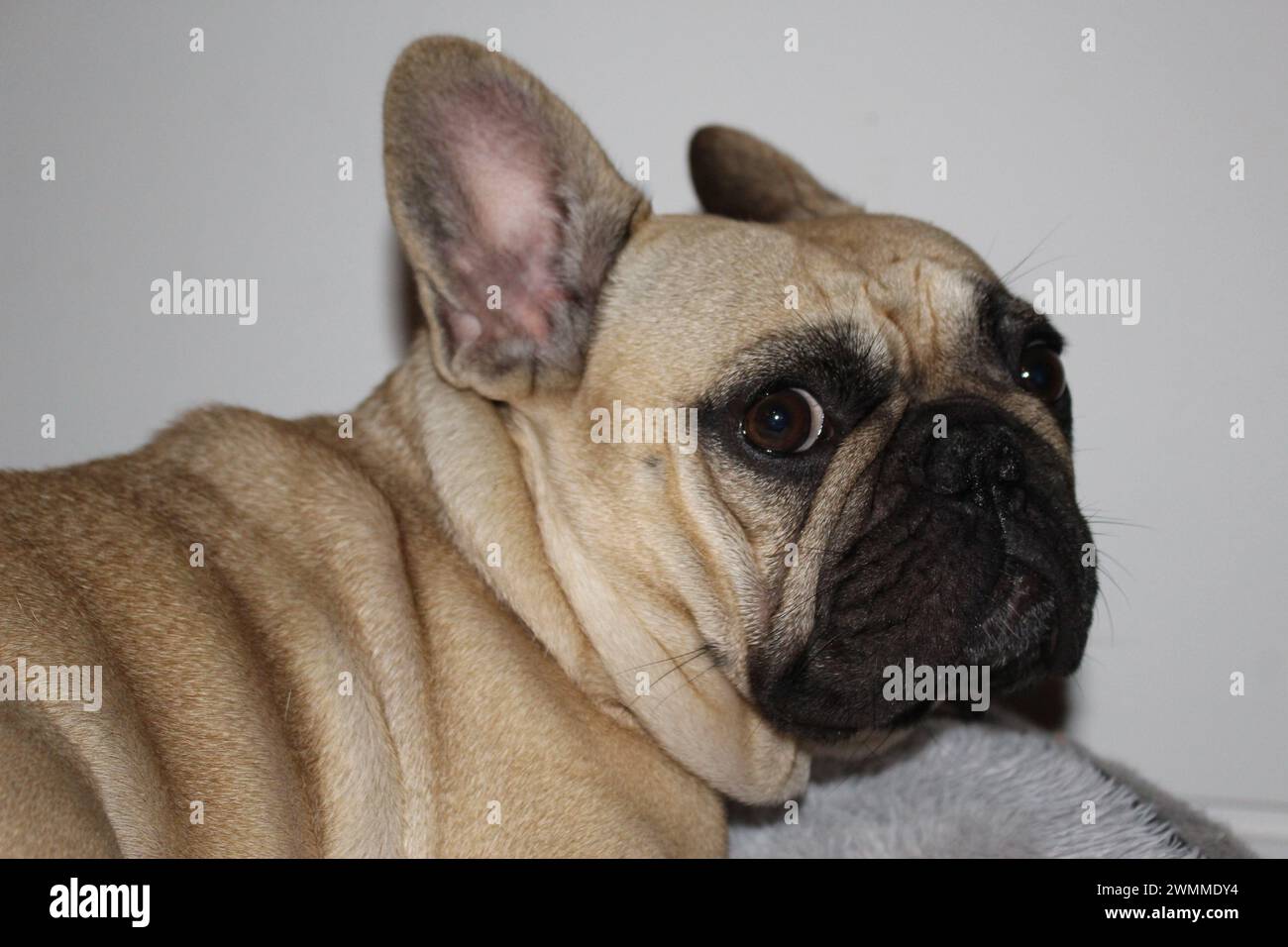 Unsichere, freche französische Bulldogge, die rückwärts blickt und Hautfalten verursacht, mit einem verwirrten Ausdruck auf ihrem Gesicht ausdrucksstarker Hund Stockfoto