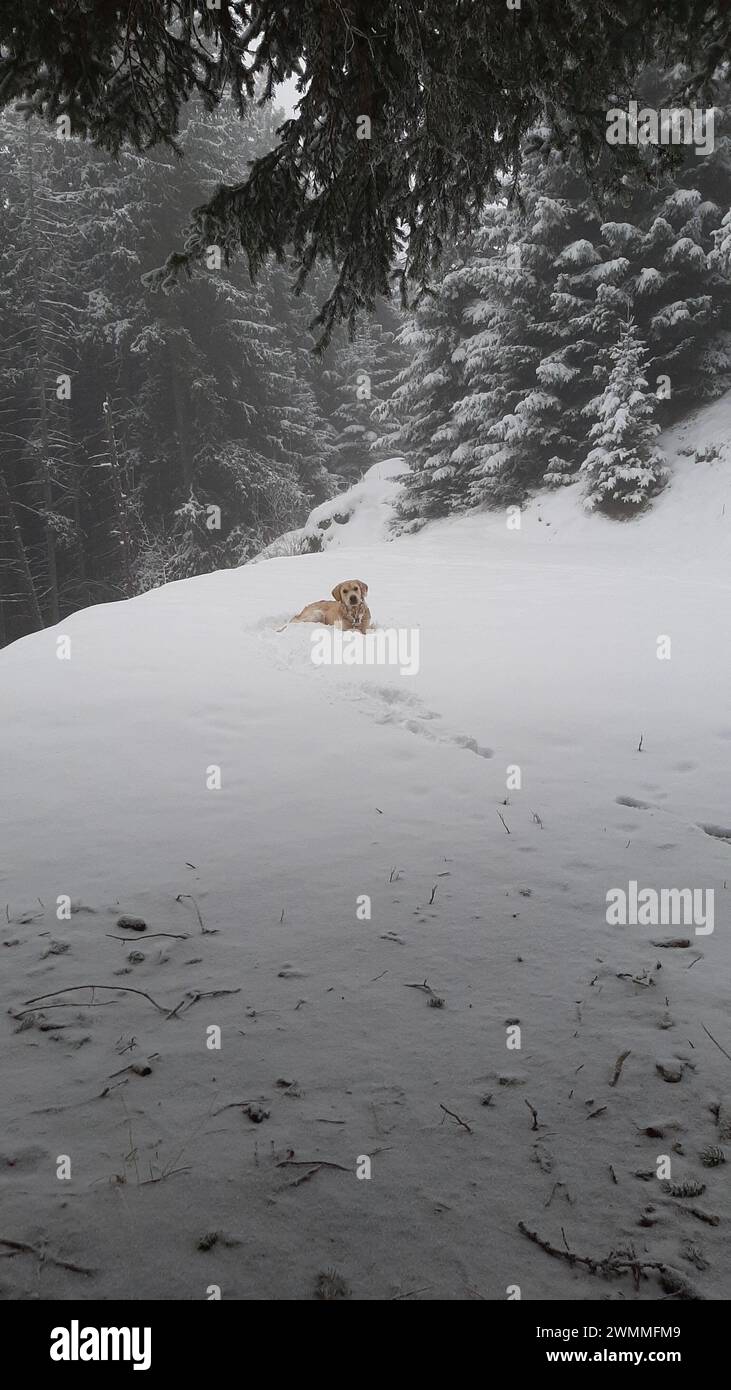 Goldener Retriever-Hund, der im frisch gefallenen Schnee auf einem Berghang in den alpen liegt, inmitten von frostigen Evergreens in Verbier, Wallis, Schweiz. Stockfoto