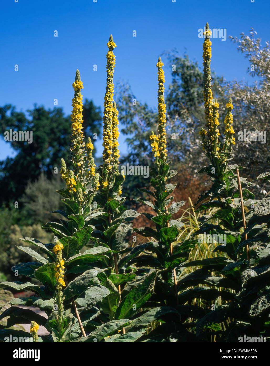 Hohe Stämme von gelben Blüten von Verbascum thapsus große Maulein / Aaron-Stange, die im Juli im englischen Garten vor einem blauen Himmel in England wachsen Stockfoto