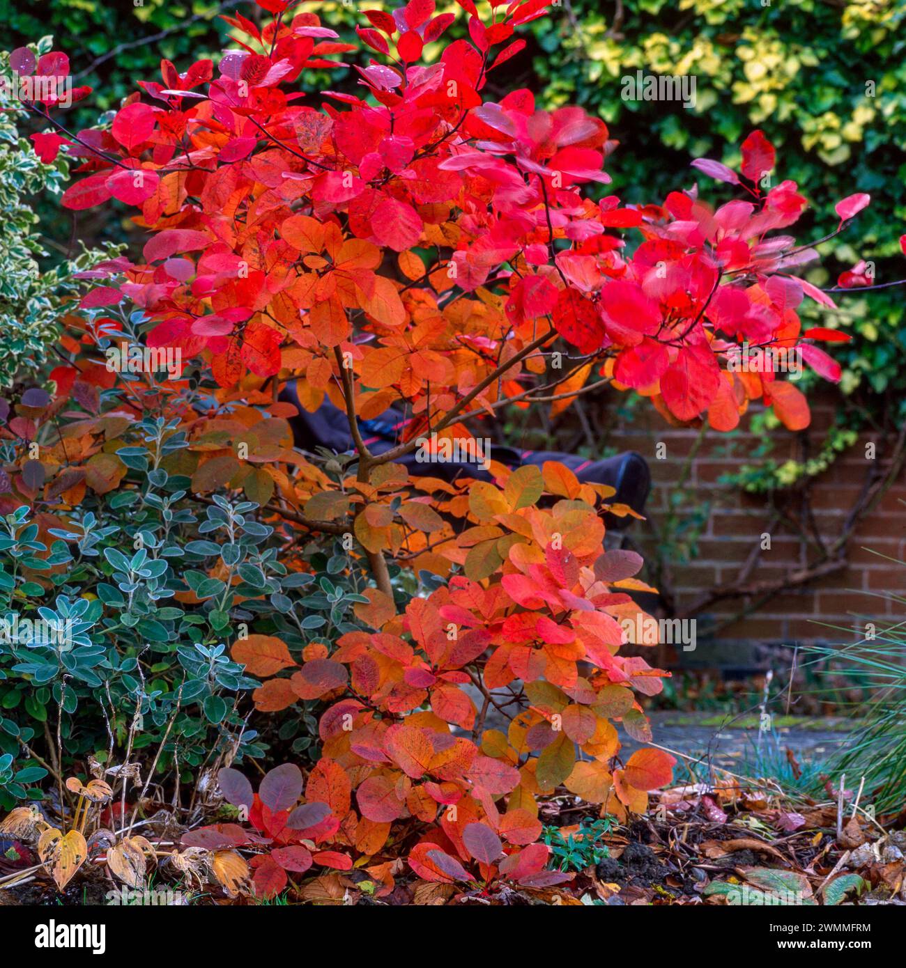 Leuchtend purpurrote Herbstfarbe von Cotinus x Dummeri / Cotinus 'Grace' / Smoke Tree 'Grace' Blätter im November Stockfoto