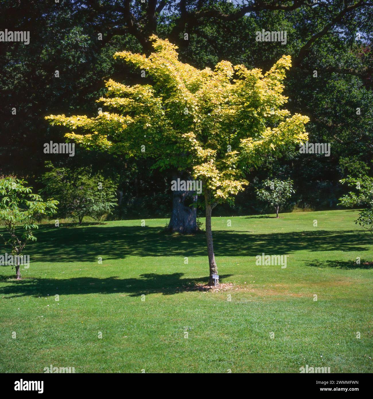 Acer caudatum subsp. Ukurunduense-Baum (Acer lasiocarpum / Acer ukuradensis / Acer ukurunduense), der im Juli 1996 im Rasengarten bei Rosemoor wächst Stockfoto