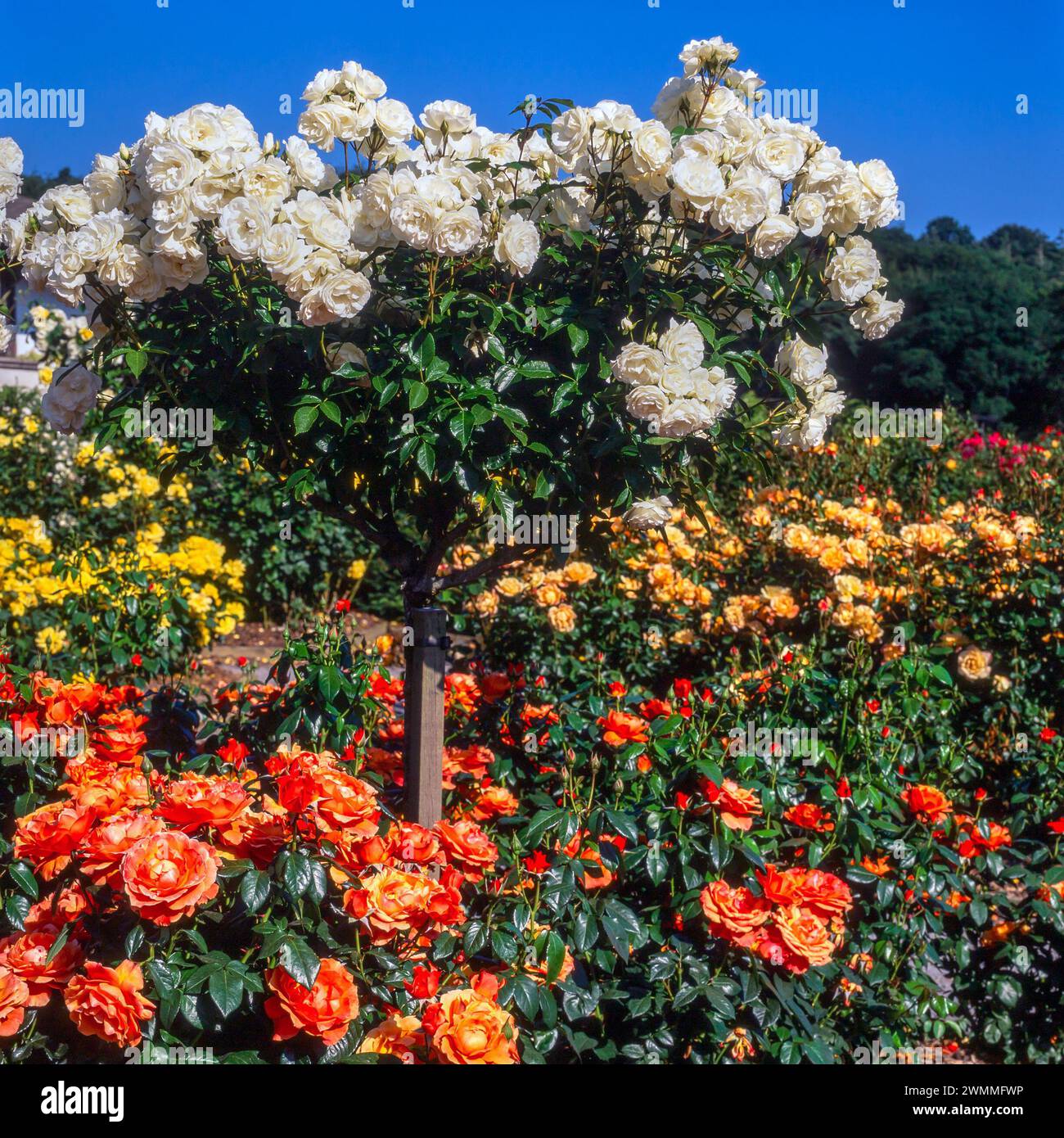 Spektakulärer farbenfroher Rosengarten in Rosemoor im Jahr 1996 mit Rosa „Fellowship“, „Iceberg“ und „Michael of Kent“ Rosen in voller Blüte. Stockfoto
