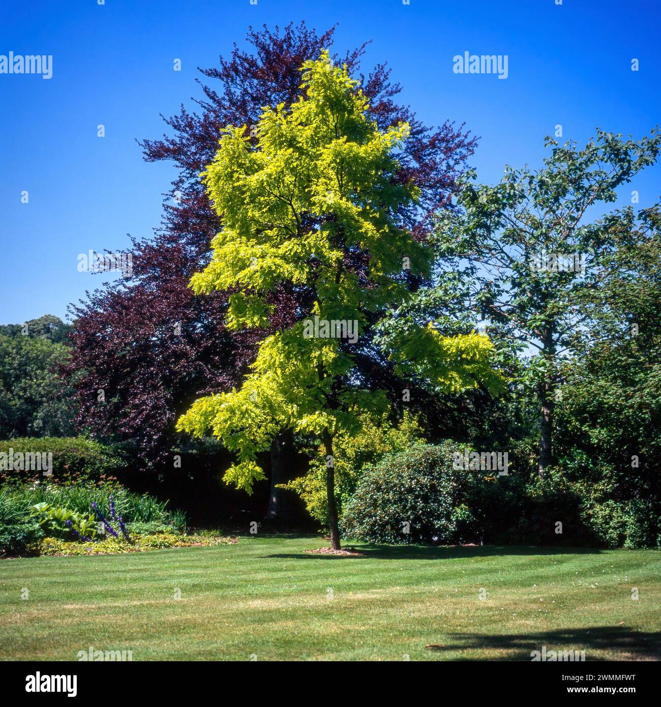 Feines Exemplar von Robinia pseudacacia 'Frisia' (falsche Akazienbaum 'Frisia') und grünem Rasengras, Rosemoor Gardens, Juli 1996. Stockfoto