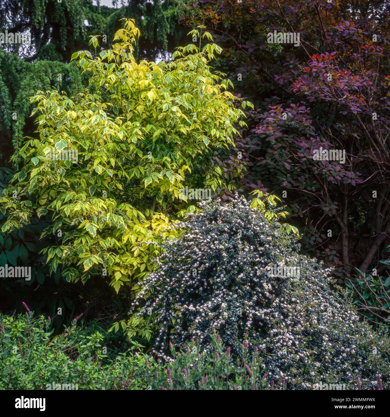 Acer Negundo elegans und Cotoneaster „Coral Beauty“ wachsen im englischen Garten im Juni, England, Großbritannien Stockfoto