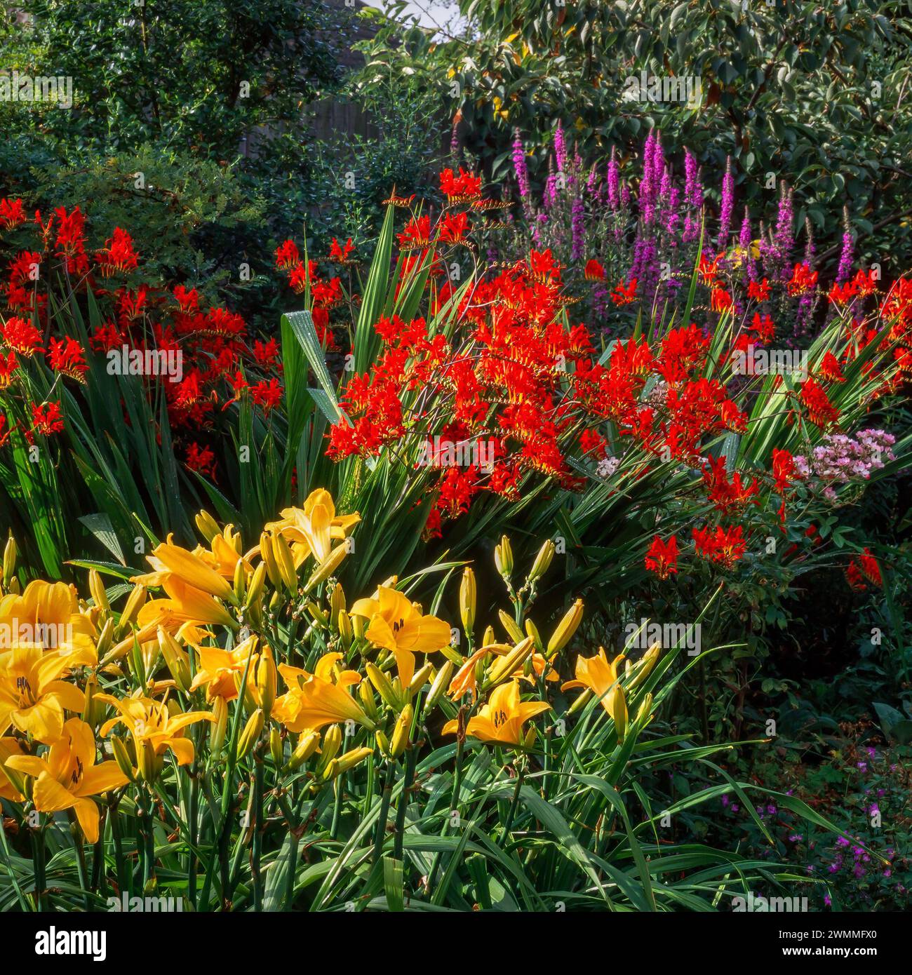 Gelbe Hemerocallis 'Chicago Sunrise' Lilienblüten mit roten Blüten von Crocosmia 'Lucifer' / Montbretia wächst in englischer Gartengrenze, England, Großbritannien Stockfoto