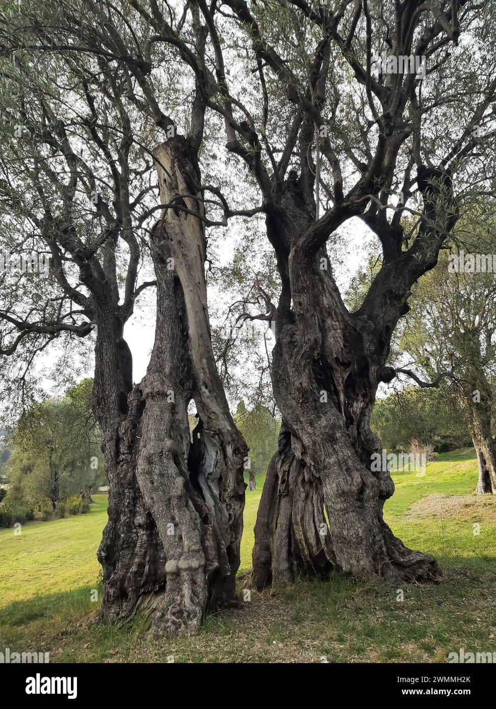 Der alte Olivenbaum spaltete sich in der Mitte auf dem Renoir-Anwesen in Cagnes sur Mer, Frankreich, an der französischen Riviera Stockfoto
