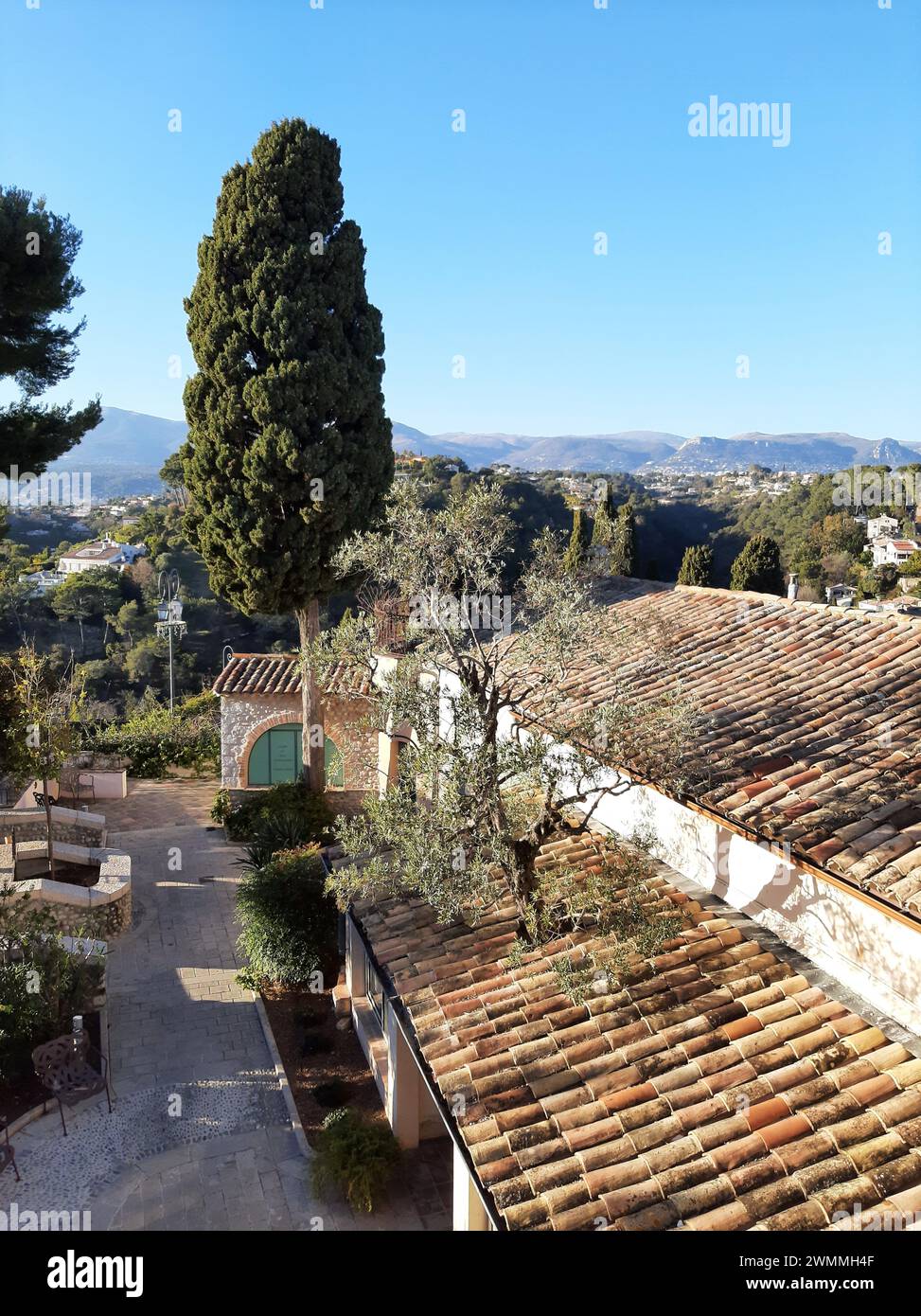 Olivenbaum wächst durch ein Terrakottadach in Haut de Cagnes, Cagnes sur Mer, französische Riviera. Antike, mittelalterliche, französische mediterrane Stadt Stockfoto