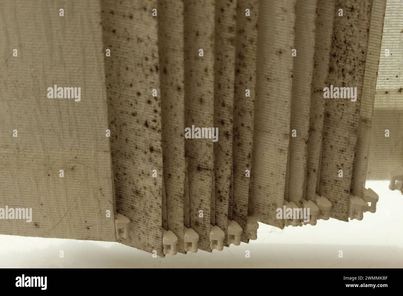 Schimmel- und Schimmelpilzbedeckte weiße vertikale Jalousien. Schwarzes Werkzeug im Haus. Konzept für Lebenshaltungskrise, toxische Schwarzschimmelexposition, Feuchtigkeit im Haus, Pilz Stockfoto