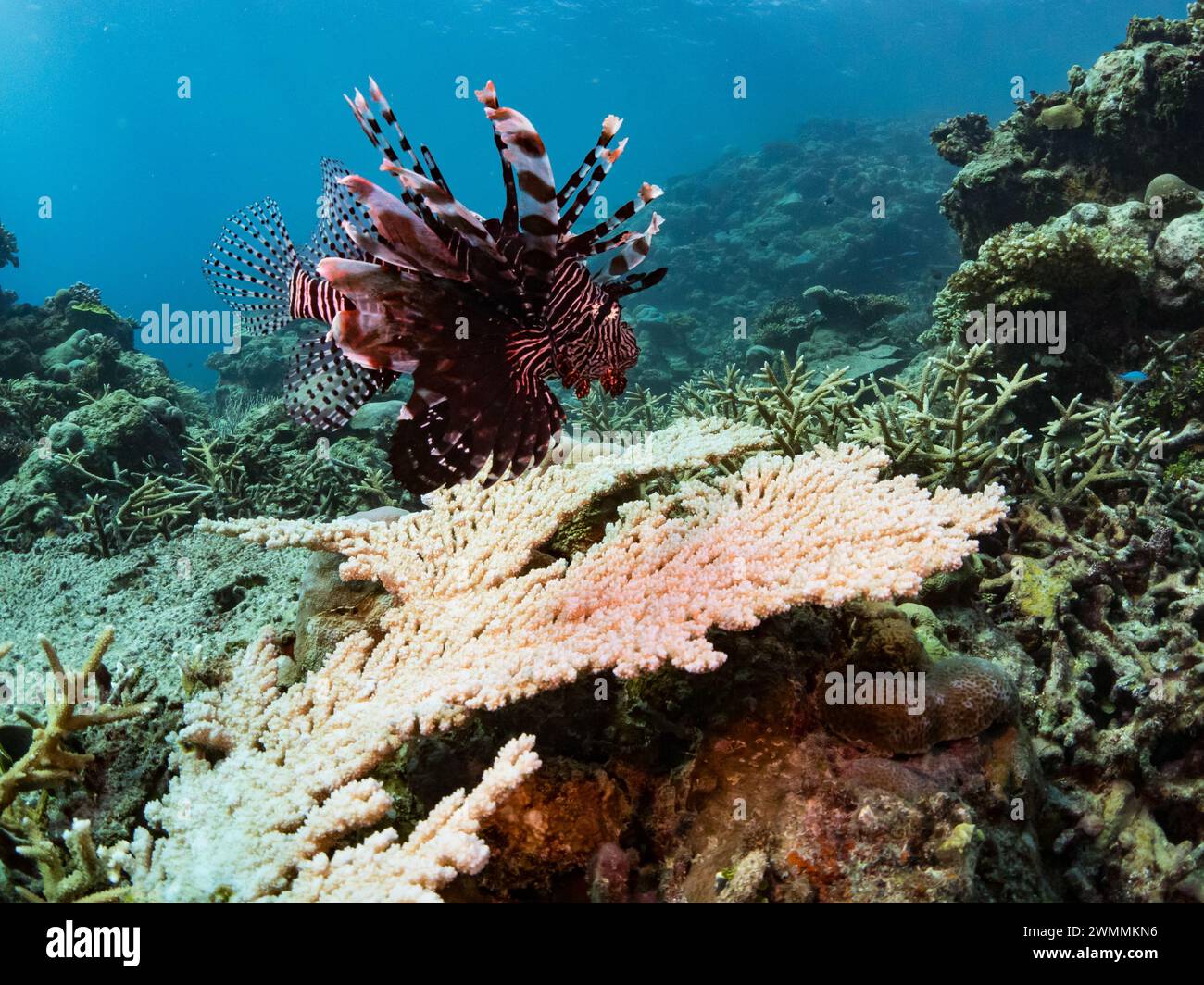 Gewöhnlicher Löwenfisch, Pterois volitans, ein einheimischer giftiger Fisch am Riff beim Tauchen auf der Insel Santa Ana, den Salomonen Stockfoto