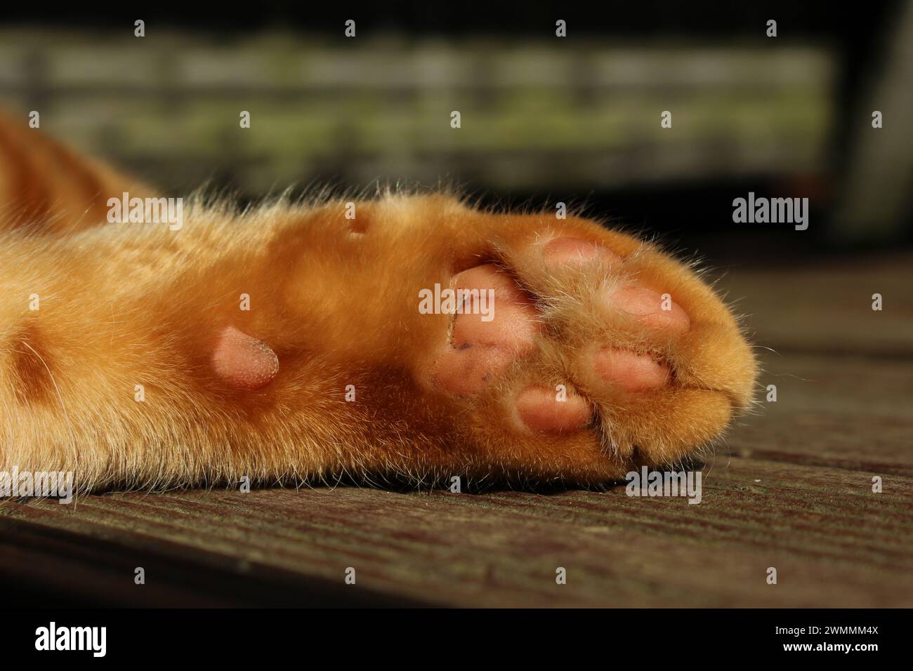Nahaufnahme digitaler Ingwerkatzen-Pads, auch bekannt als Zehenbohnen, auch als Katzen- oder Katzenpfoten Stockfoto
