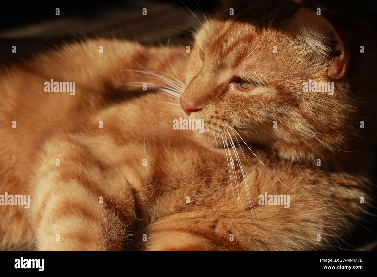 Niedlich, sonnenbaden, fauler Ingwertabby draußen auf der Veranda. Nahaufnahme künstlerisches Porträt einer Katze, die zur Seite schaut Stockfoto