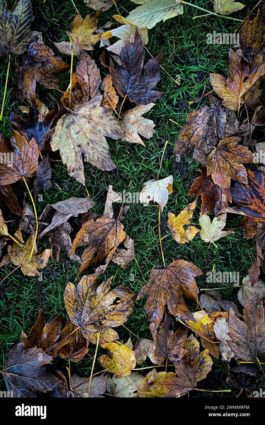 Trockene braune Herbstblätter, die vom Baum auf grasbewachsenen Boden gefallen sind Stockfoto