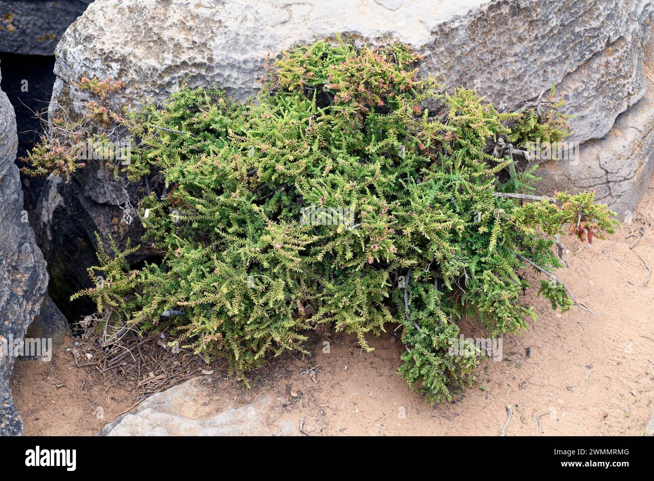 Suaeda vera (Suaeda vera) ist ein halophiler Sträucher, der in den Mänteln des Mittelmeerbeckens und der atlantikküste Portugals, Frankreichs und Südbrikens beheimatet ist. Thi Stockfoto