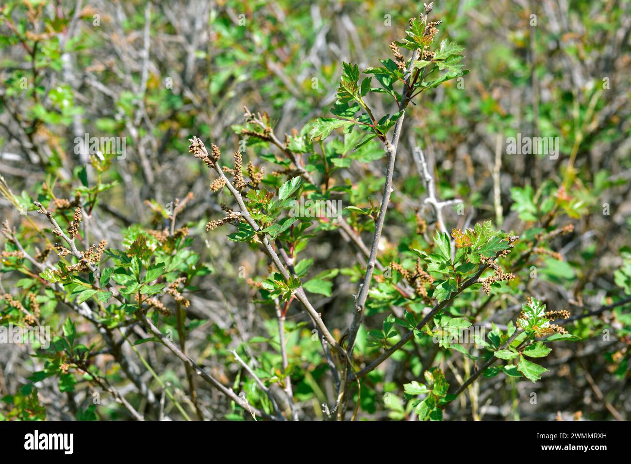 Skunkbush Sumac (Rhus trilobata) ist ein Sträucher mit essbaren Früchten. Ist im Westen Nordamerikas beheimatet. Blumen- und Blattdetails. Stockfoto
