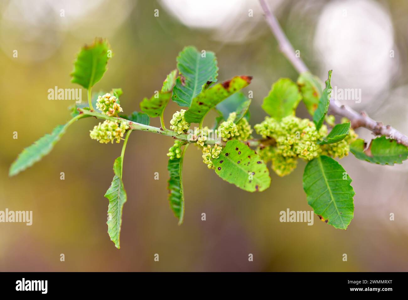 Molle (Schinus latifolius) ist ein in Chile endemischer immergrüner Baum. Blumen- und Blattdetails. Stockfoto