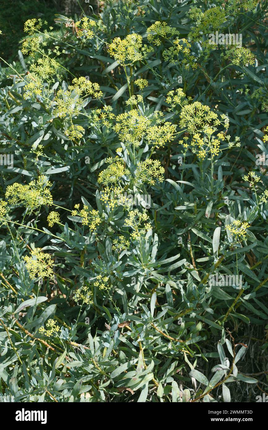 Cuchilleja (Bupleurum gibraltaricum) ist ein in Andalusien und Nordwestafrika endemischer Sträucher. Blühende Pflanze. Stockfoto