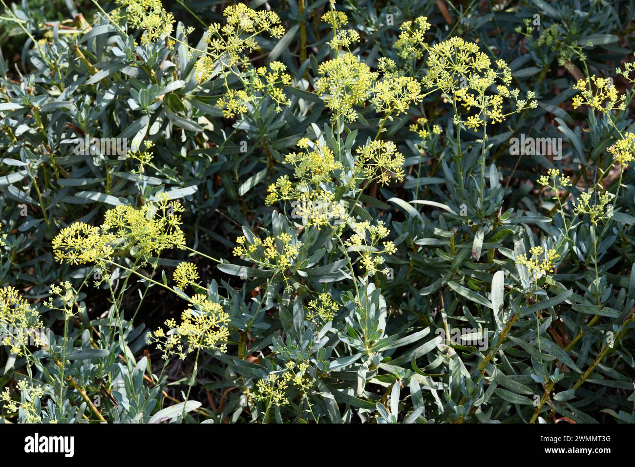 Cuchilleja (Bupleurum gibraltaricum) ist ein in Andalusien und Nordwestafrika endemischer Sträucher. Blühende Pflanze. Stockfoto