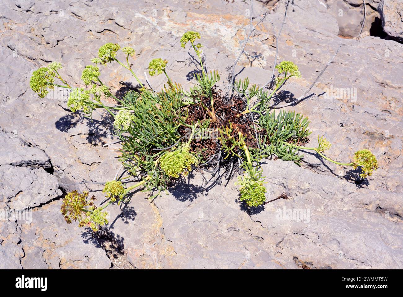 Meerfenchel (Crithmum maritimum) ist ein eßbares, ausdauerndes Kraut, das an den Küsten Europas, Nordafrikas und Westasiens beheimatet ist. Dieses Foto wurde in Serra d' aufgenommen Stockfoto