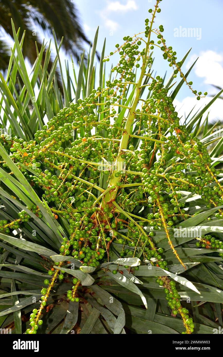 Dracaena draco young -Fotos und -Bildmaterial in hoher Auflsung  Alamy
