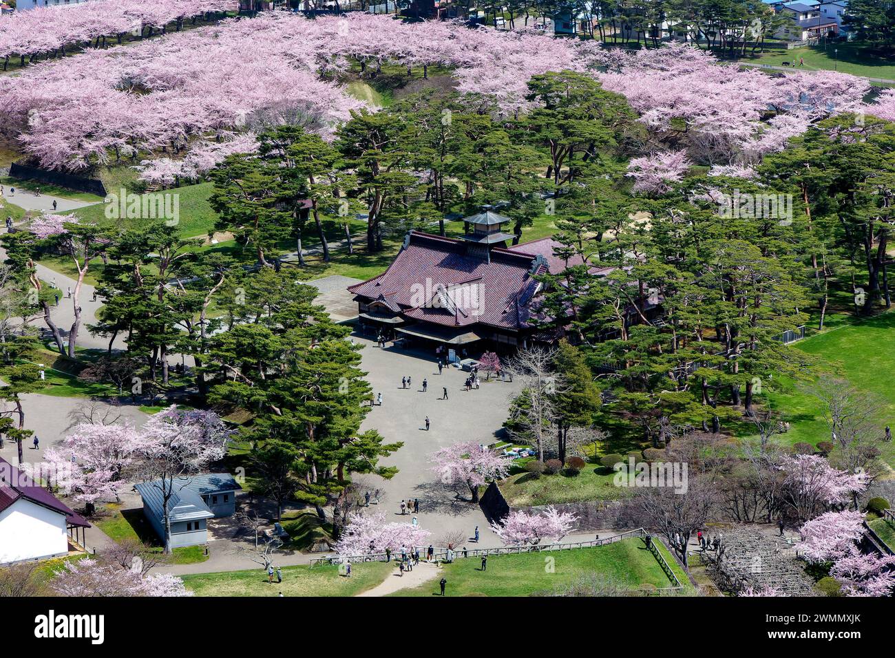 Wunderschöne rosa Kirschblüte während Hanami im Goryokaku Park, Hakodate (Hokkaido, Japan) Stockfoto